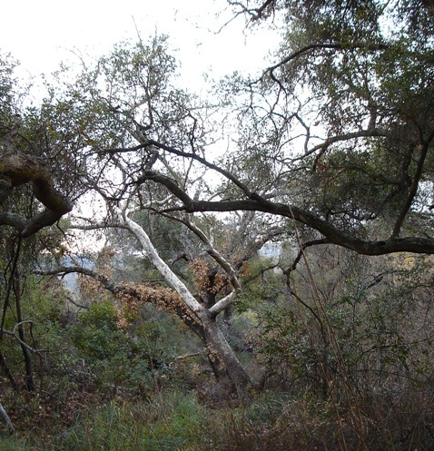 Elfin Forest trail San Diego County